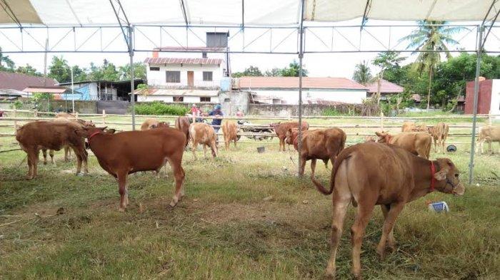 Bupati Sinjai Persiapkan 4 Ekor Sapi Kurban, Disini Lokasi Pemotongannya