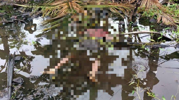 BREAKING NEWS: Muhlis Warga Lauwa Wajo Tewas di Sawah, Tubuhnya Penuh Luka