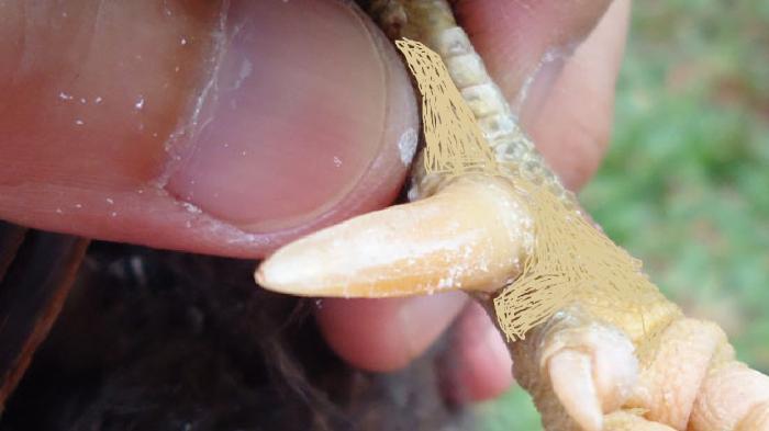 Akibat Bercanda di Warkop, Pengusaha Rental Mobil Ditikam Taji Ayam, Tewas