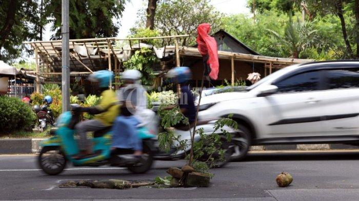 Protes, Warga Tanam Pohon di Tengah Jalan Urip Sumoharjo Makassar - tanamanjalan2.jpg