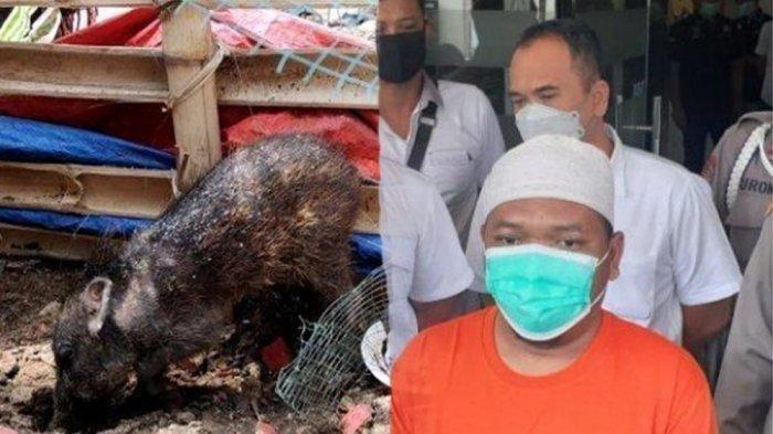 Terungkap Fakta Babi Ngepet di Depok, Pria Berpeci Adam Ibrahim Tersangka dan 8 Temannya Terlibat