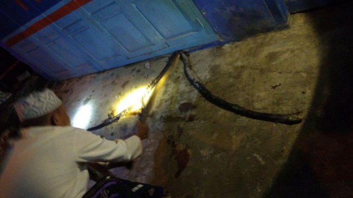 Tak Nyahut Dibangunkan Sahur, Wanita Ini Tewas Digigit Ular King Kobra. Suami Temukan Hal Ngeri