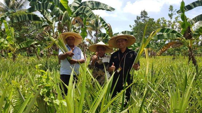 Pertamina MOR VII Berdayakan Petani Nanas Luwuk, Garap Limbanya Jadi Fiberglass
