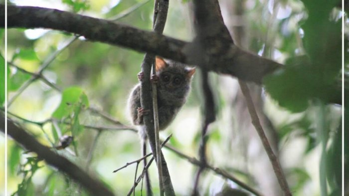 Di Hutan Desa Pattaneteang Bantaeng Ternyata Ada Hewan Endemik Ini - tim_20170508_191513.jpg