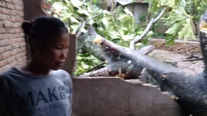 Pohon Sukun Timpa Rumah Warga Aeng Towa di Takalar