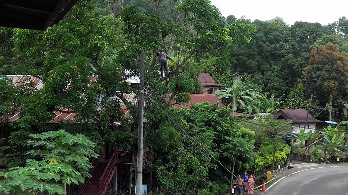 Cegah Pohon Tumbang, Warga Tuara Enrekang Kerja Bakti Pangkas Pohon