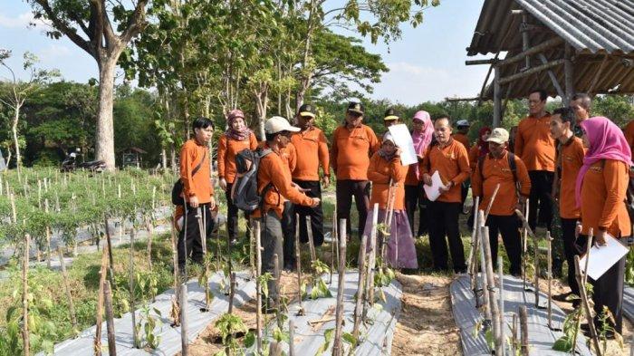 Waspada Penyakit Musim Hujan Pada Cabai, Ini Upaya Kementerian Pertanian