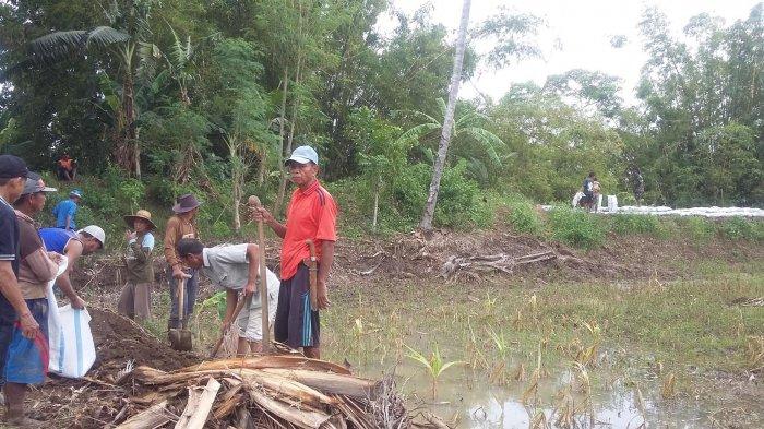 120 Hektar Sawah Terancam Terendam Banjir Akibat Jebolnya Tanggul Sungai Walennae Wajo