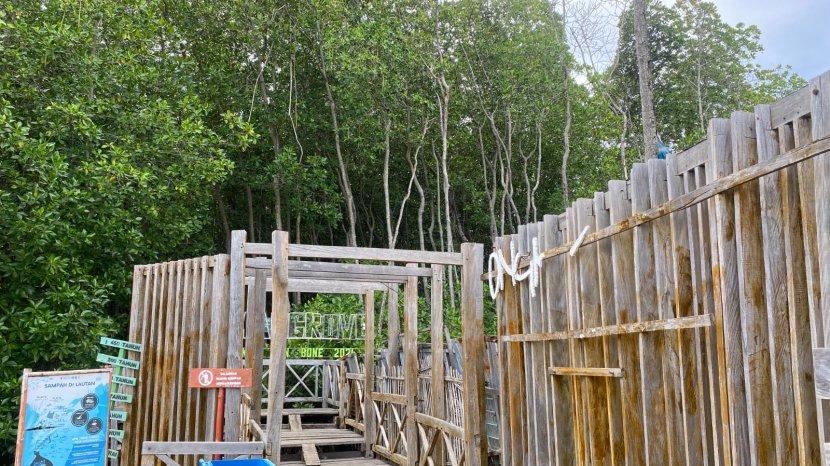 VIDEO: Hutan Mangrove Tongke Tongke Sinjai Memprihatinkan