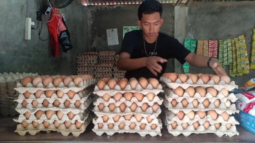 Harga Telur di Bone Susel Naik Jelang Maulid Nabi Muhammad SAW, Tembus Rp  50 Ribu/Rak - Tribun-timur.com