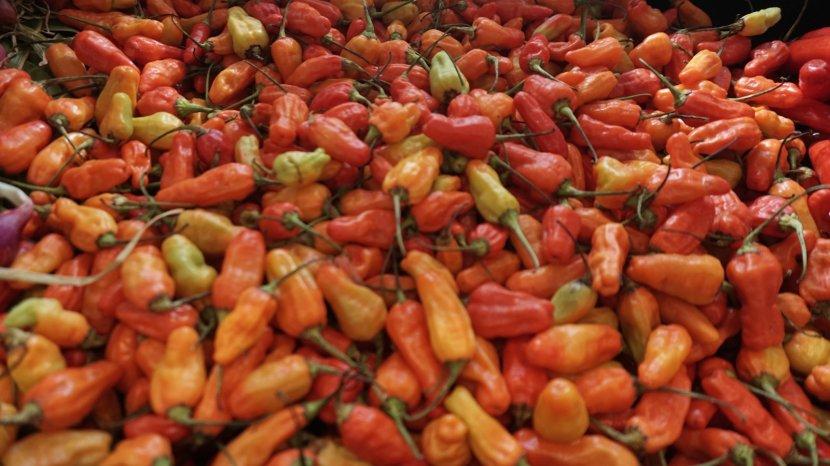 Tekan Lonjakan Harga, Kementan dan Champion Cabai NTB Jual Cabai Rp80.000/Kg