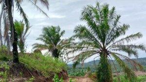 10-Tahun-Uang-Rp-696-M-ke-Mana-Masyarakat-Keera-Pertanyakan-Hasil-Kelapa-Sawit-di-Lahan-1934-Ha.jpg