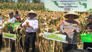 20250927-Andi-Amran-Sulaiman-panen-jagung.jpg