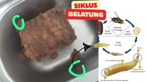 20250930_SIKLUS-BELATUNG-KE-LALAT_siklut-belatung-ke-lalat-2025.jpg