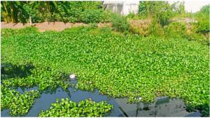 Eceng-gondok-pemicu-tak-maksimalnya-aliran-air-sungai.jpg