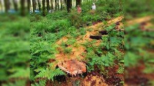Hutan-Pinus-bsd.jpg