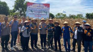 PANEN-RAYA-JAGUNG-SIDRAP.jpg