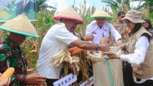 PLH-SEKDA-BARRU-HADIRI-PANEN-RAYA-JAGUNG.jpg