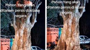 Penampakan-pohon-pule-raksasa-yang-akan-ditanam-di-depan-Istana-Ibu-Kota-Nusantara-IKN.jpg