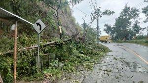 Pohon-tumbang-di-tepi-JlPoros-Enrekang-Toraja.jpg
