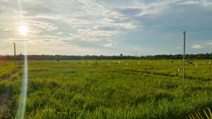 Potret-sawah-di-Sabbangparu-Kabupaten-Wajo.jpg