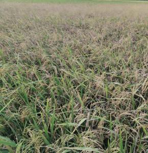 Potret-sawah-milik-salah-seorang-7.jpg