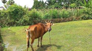 SAPI-KURBAN-Seekor-sapi-yang-siap-dikurbankan-di-Kabupaten-Bone.jpg