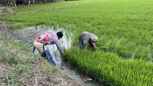 Sawah-di-Kecamatan-Sendana-Kota-Palopo.jpg