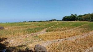 Sawah-terdampak-kekeringan-di-Kecamatan-Gantarang-Bulukumba.jpg