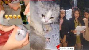 Video-23-Detik-Kucing-Dicekoki-Miras-sampai-Mabuk-di-Padang-3-Wanita.jpg