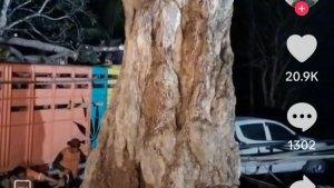 Viral-Pohon-Pule-seharga-mobil-Fortuner-akan-ditanam-di-halaman-Istana-Negara-IKN-lll.jpg