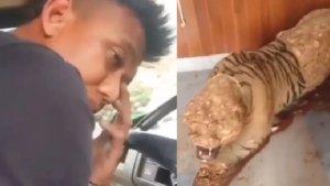 Viral-Prajurit-TNI-kulit-harimau-milik-komandannya-sendiri.jpg