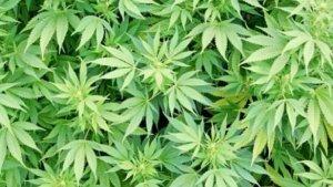 apa-itu-hippie-berikut-penjelasannya-serta-kaitannya-dengan-narkoba-dan-ganja.jpg