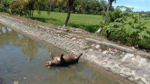 babi-mati-di-Kabupaten-Luwu-Timur-terserang-terserang-virus-Arfican-Swine-Fever-ASF.jpg