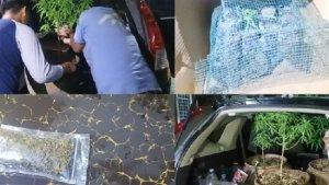 barang-bukti-ganja-di-sebuah-vila-mewah-di-komplek-perumahan-Mutiara-Zahrah-n.jpg