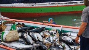ikan-tuna-sinjai.jpg