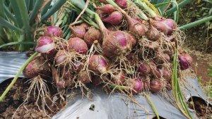kementan-panen-perdana-bawang-merah-food-estate-wonosobo-capai-123-ton-per-hektare.jpg