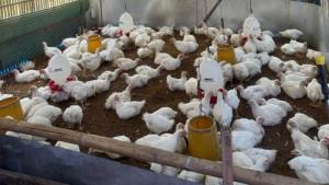 pertanian-terintegrasi-berbasis-sistem-zero-waste.jpg