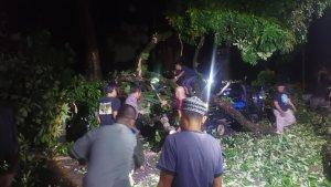 pohon-berukuran-besar-tumbang-menimpa-mobil-pick-up-di-Jl-Matahari-evakuasi.jpg