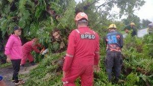 pohon-tumbang-evakusia-pohon-tumbang-di-Tambua-Desa-Tangkuru.jpg