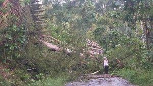 pohon-tumbang-terjadi-di-jalan-poros-borong-rappoa.jpg