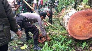 suasana-evakuasi-puluhan-pohon-tumbang-di-borong-rappoa-bulukumba.jpg