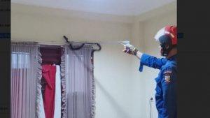 tim-rescue-damkar-kota-makassar-berhasil-mengamankan-seekor-ular.jpg