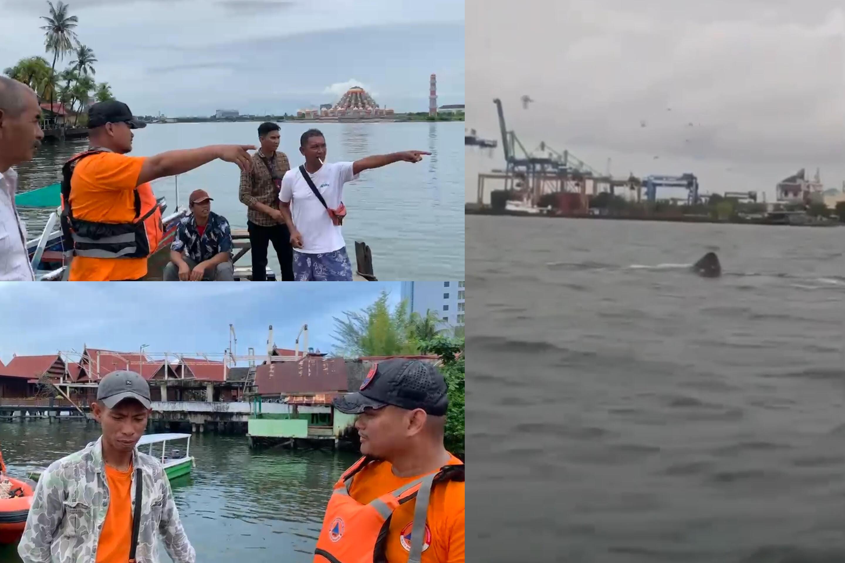 Asal Ikan Hiu Panjang 7 Meter yang Muncul di Perairan Makassar