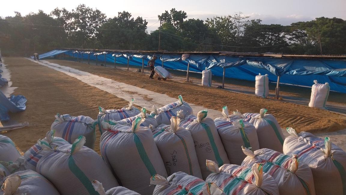 Produksi Gabah 4 Kabupaten Sulsel Menurun, Minim Curah Hujan Jadi Penyebab