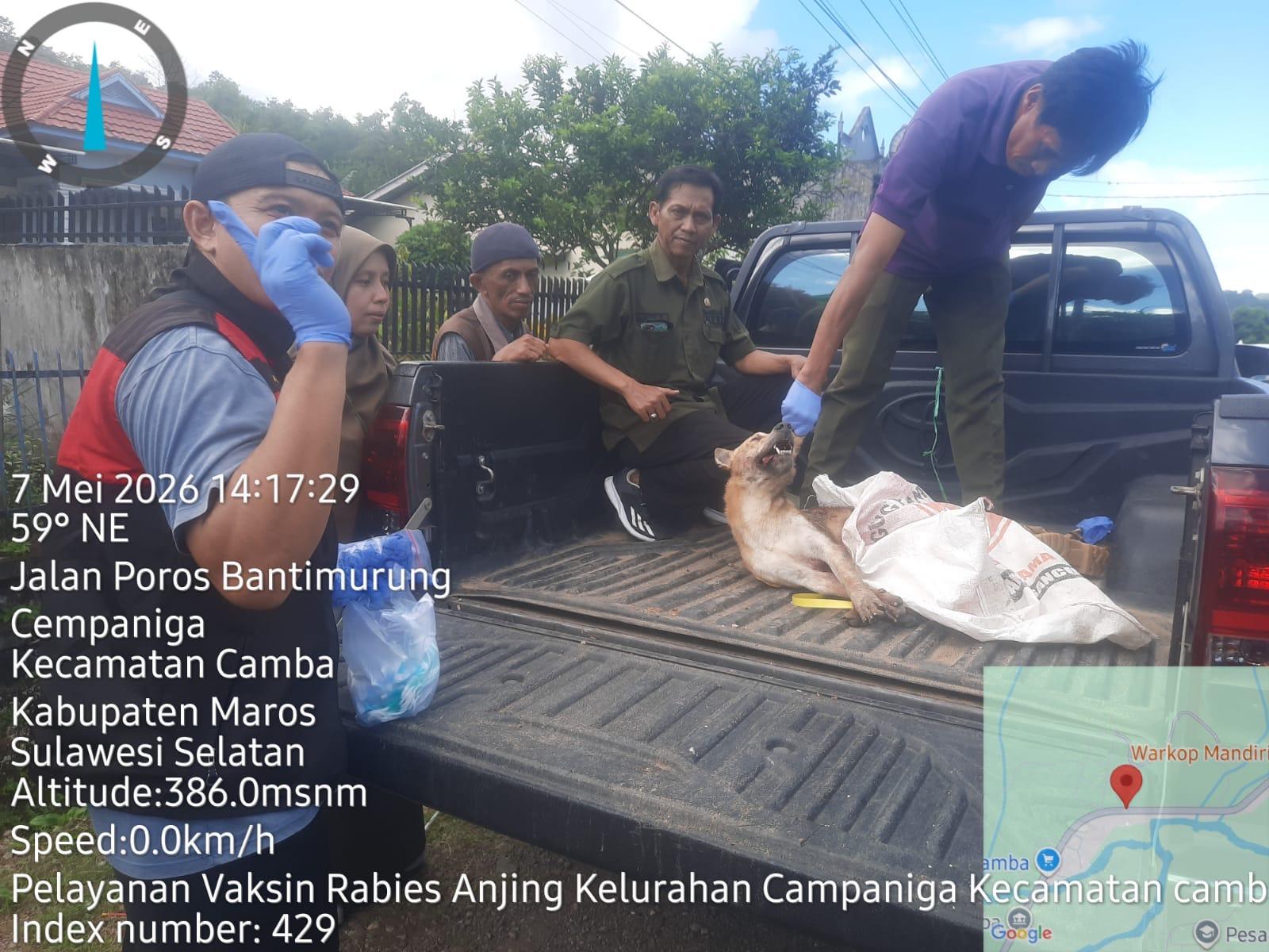 20260507-Anjing-Liar-Maros.jpg
