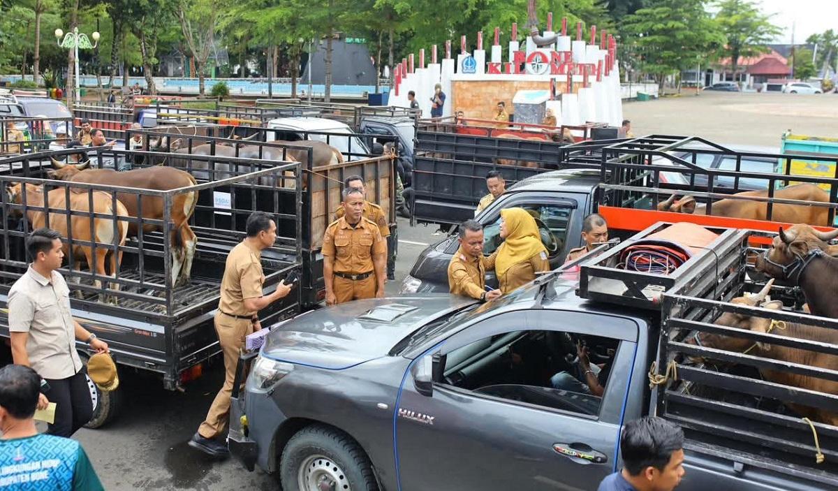 20260526-Bone-Distribusikan-46-Ekor-Sapi-Kurban-H-1-Iduladha.jpg