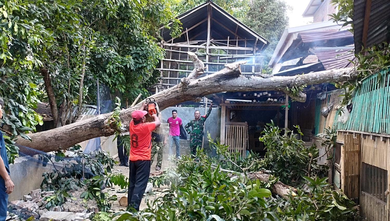 ANGIN-KENCANG-Personel-BPBD-Sinjai-evakuasi-pohon-tumbang.jpg