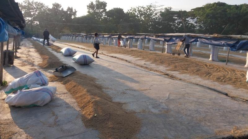 Buruh-pabrik-gabah-sedang-menjemur-padi-yang-baru-saja-diserap-dari-petani.jpg