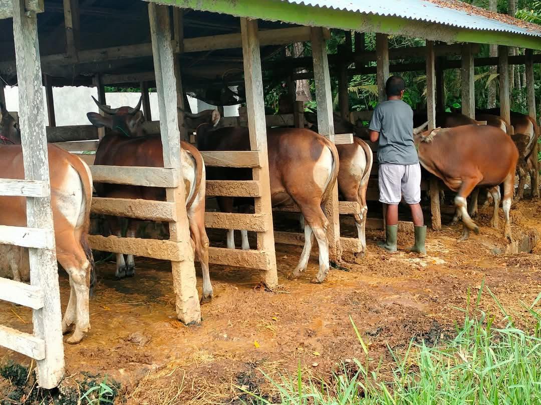 Penjualan Sapi Kurban di Bulukumba Masih Lesu Jelang Iduladha